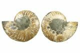 Cut & Polished, Agatized Ammonite Fossil - Madagascar #241875-1